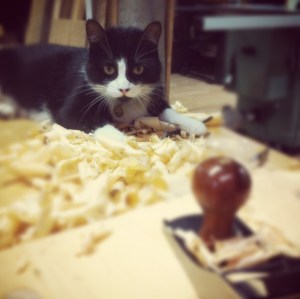 Taz likes to hang out in the fresh shavings. He's not even my cat.
